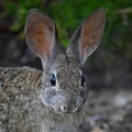 Brush Rabbit (Sylvilagus bachmani), Pacific Grove, California, USA